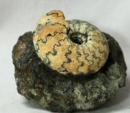 Jurassic Craspedites Ammonite