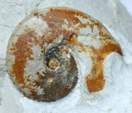 Glochiceras microdomum Ammonite