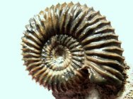 Pseudogarantiana Ammonite