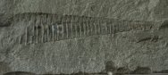 Reticycloceras Nautiloid Fossil