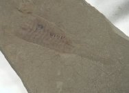 Reticycloceras Nautiloid Fossil