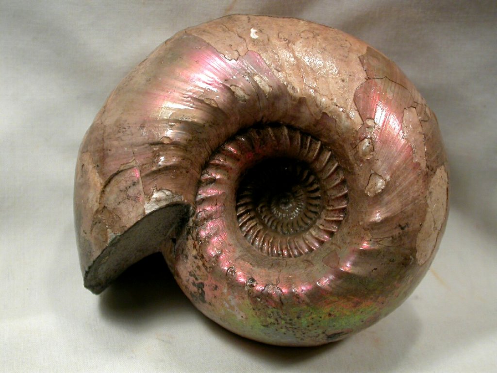 Paracadoceras Ammonite