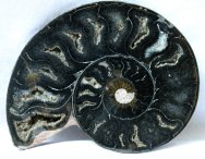 Cleoniceras Ammonite