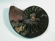 Cleoniceras Ammonite