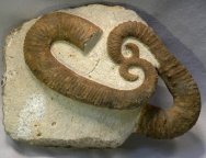 Ancyloceras Heteromorph Ammonites