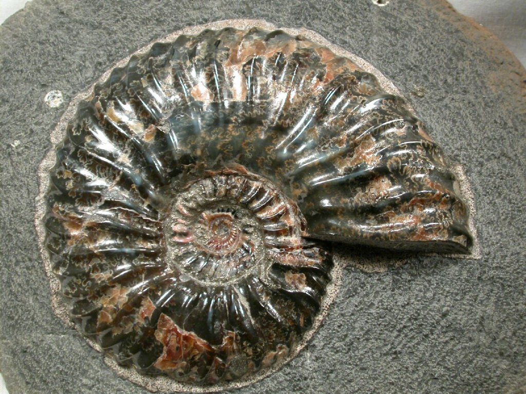 Deschayesites Ammonite