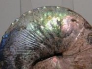 Hoploscaphites nicolletti Scaphite