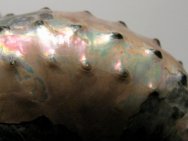 Iridescent Discoscaphites conradi Scaphite
