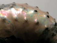 Iridescent Discoscaphites conradi Scaphite