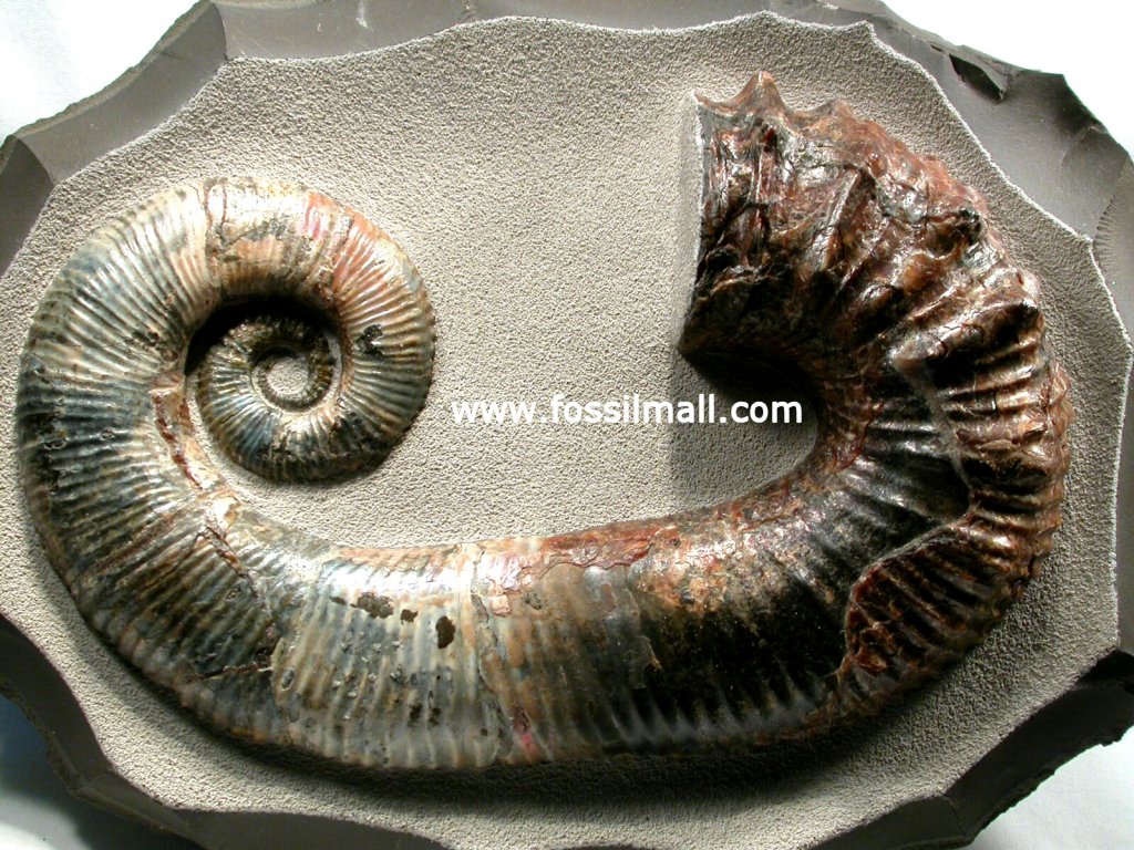 Audoliceras Heteromorph Ammonite
