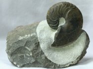 Goniatite Ammonoid