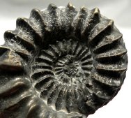 Pleuroceras spinatum Ammonite