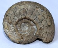 Uraloceras Ammonite