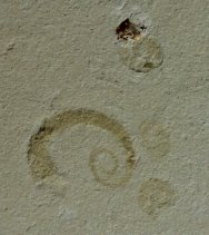 Heteromorphic Ammonites