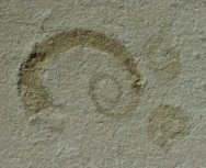 Heteromorphic Ammonites