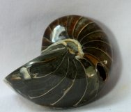 Nautiloid Fossil