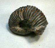 Rare Longaeviceras Ammonite