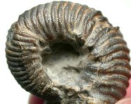 Longaeviceras Ammonite