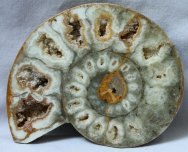 Phylloceras Ammonite