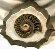 Cosmoceras Ammonites