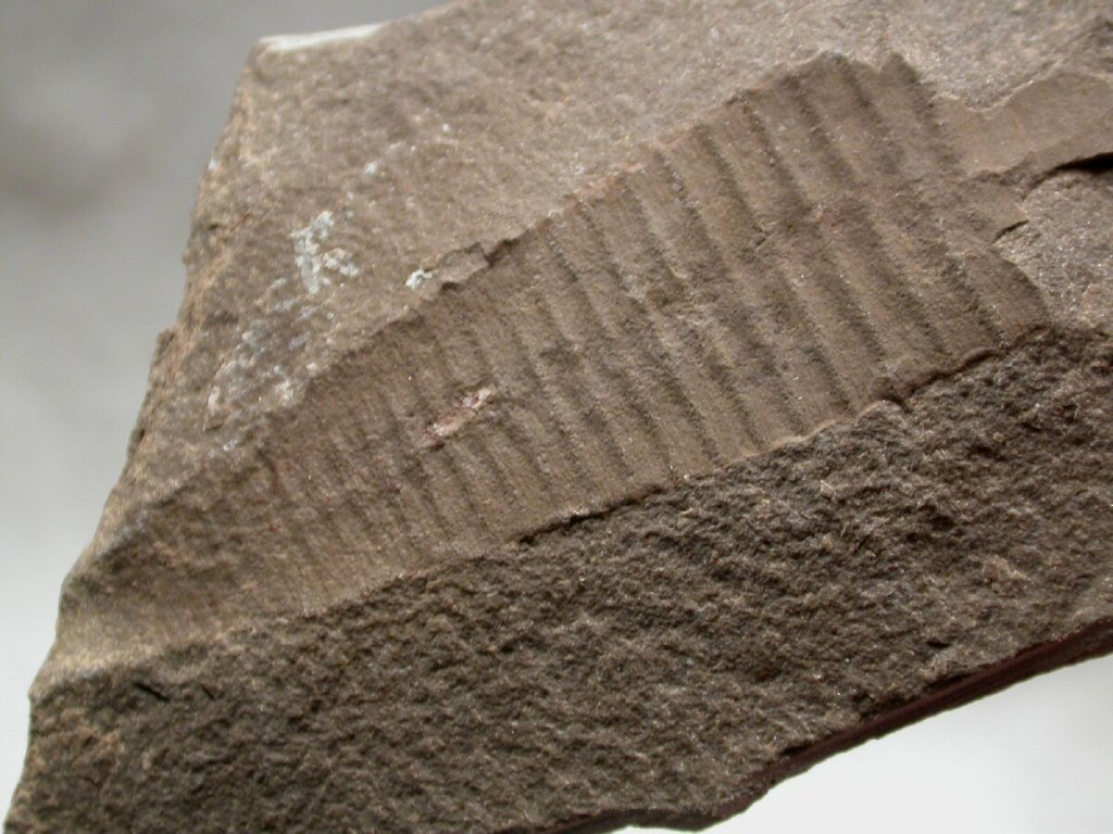 Bear Gulch Fossil Nautiloid Fossil