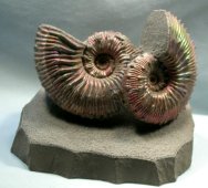 Kosmoceras sp. Russian Ammonites