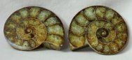 Desmoceras latidorsatum Ammonite