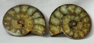 Desmoceras Ammonite