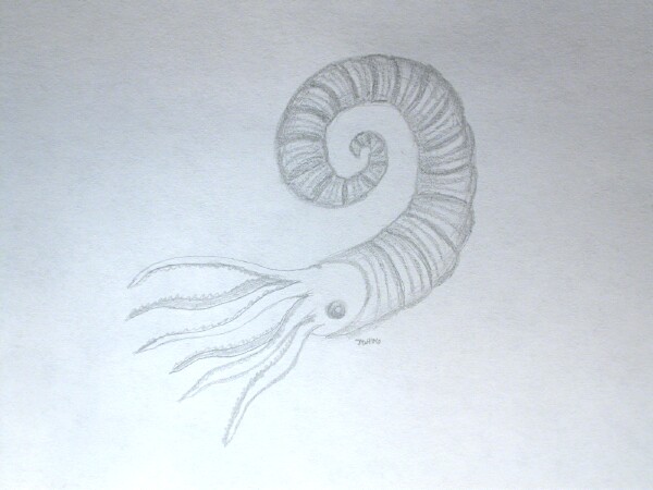 Heteromorph Ammonite