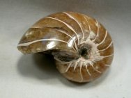 Chambered Nautiloid