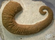 Heteromorph Ammonites