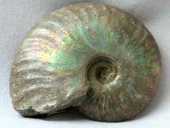 Iridescent Cleoniceras Ammonite