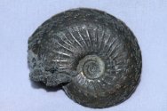 Oxynoticeras oxynotum Streamlined Ammonite