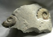 Heteromorph Crioceras Ammonites Pair On Matrix