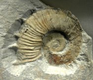 Heteromorph Crioceras Ammonites