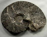 Bear Paw Placenticeras Ammonite