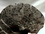 Placenticeras Ammonite