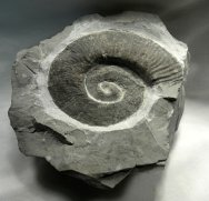 Heteromorph Crioceras Ammonite