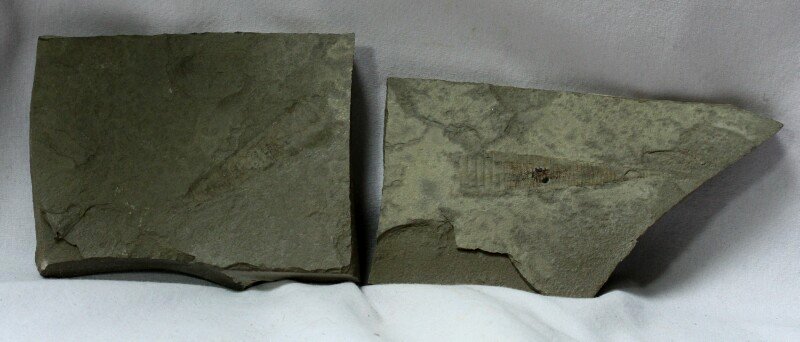 Reticycloceras Fossil Orthocone Nautiloid