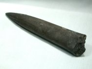 Belemnite