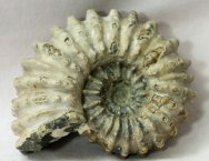 Douvilleiceras mammilatum Ammonite Fossil
