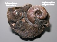 Hoploscaphites Scaphite & Spenodiscus Ammonite Association