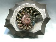 Cosmoceras Ammonites