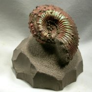 Kosmoceras Ammonite