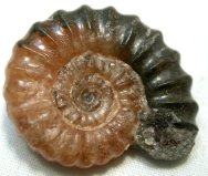 Promicroceras planicostum Ammonites