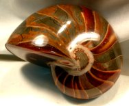 Nautiloid Fossil