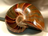 Cymatoceras  Nautiloid Fossils