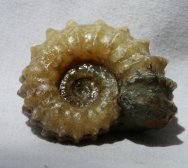 Douvilleiceras Ammonite