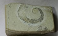 Heteromorphic Ammonite