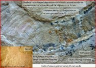 Allocrioceras Heteromorphic Ammonite with Soft Tissue Preservation